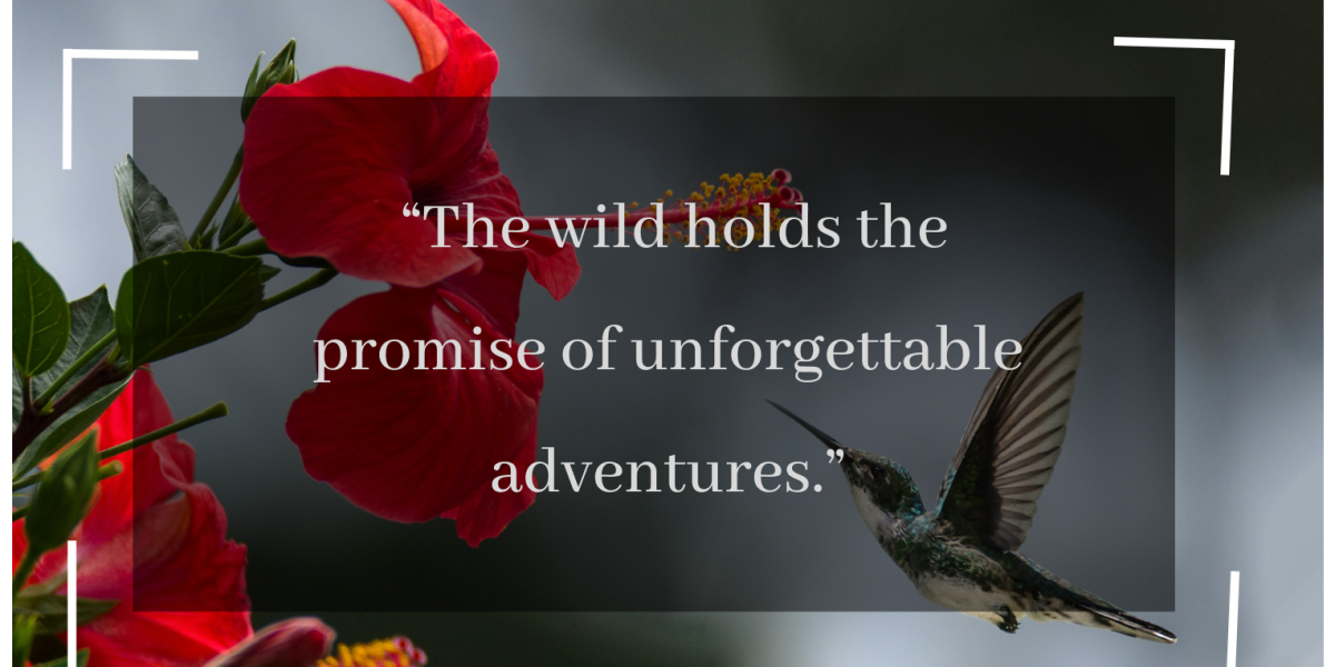 wild adventure quotes